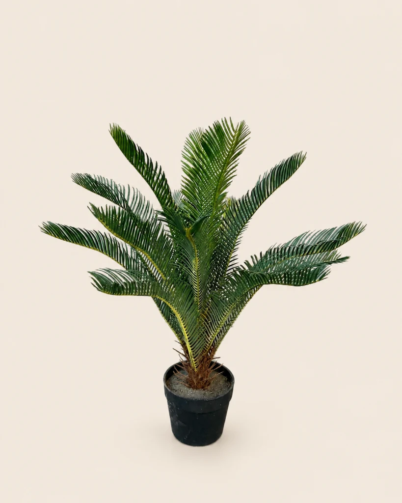 70cm Sago Palm, 15 Leaves