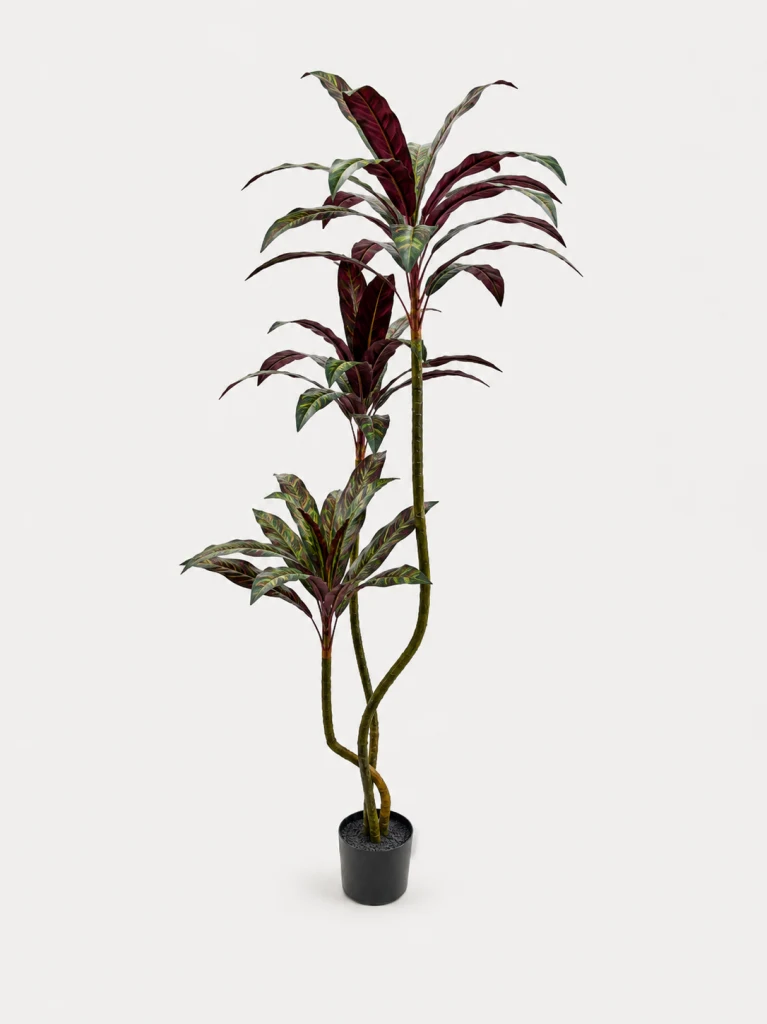 160cm Velvet-Leaf Plant with Red Leaf Undersides, 3 Heads, 48 Leaves