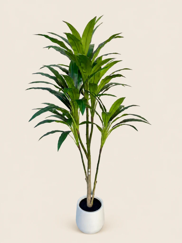 150cm Cordyline, 1 Stem, 5 Heads, 75 Leaves (Detachable)