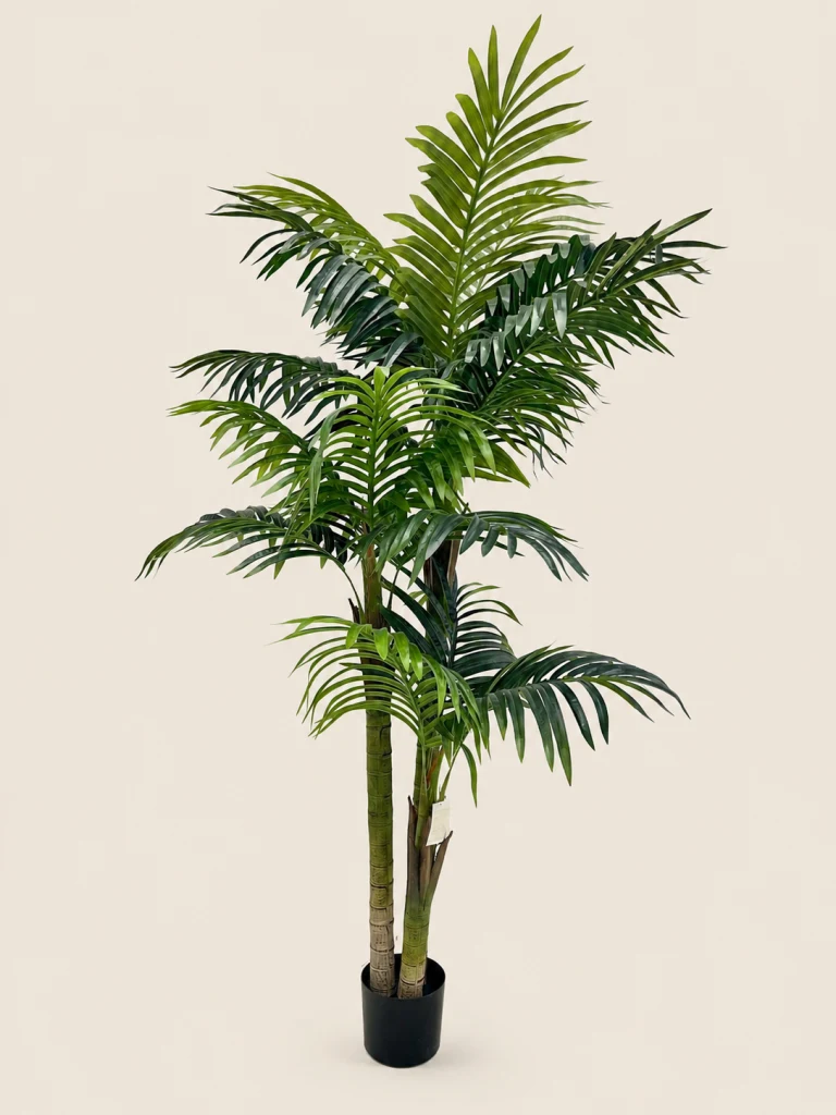 180cm Areca Palm, 3 Stems, 18 Leaves