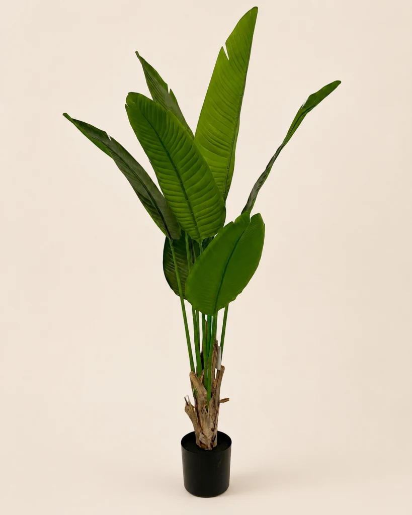 160cm Traveler’s Palm with Coated-Fabric Leaves, 7 Leaves