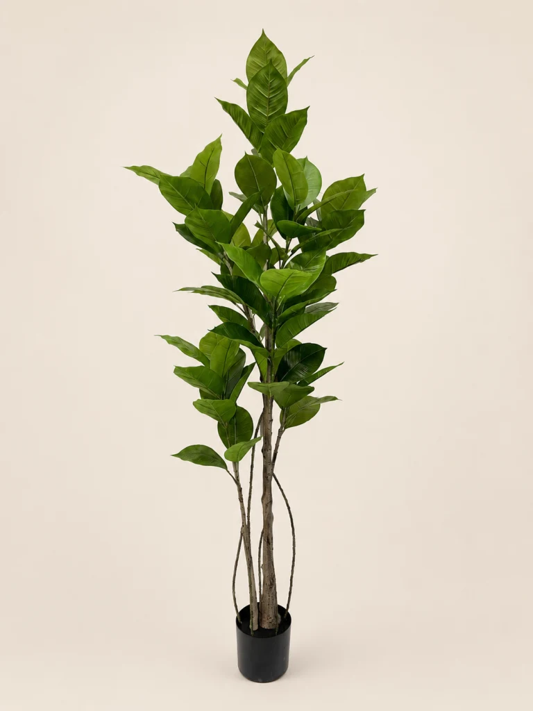 210cm Rubber Tree, 2 Stems, 8 Heads, 80 Leaves