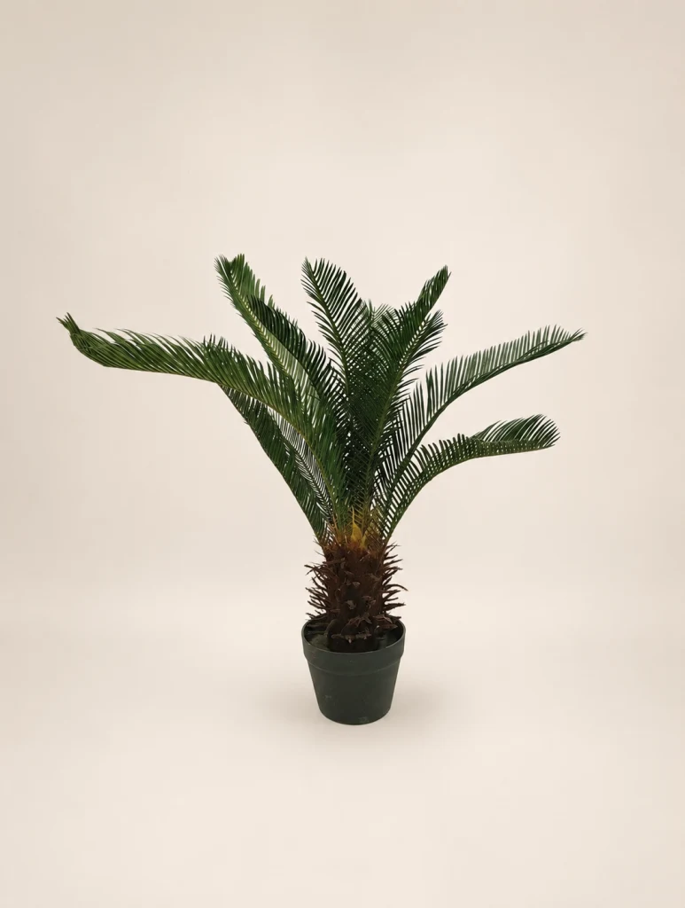 70cm Sago Palm, 12 Leaves