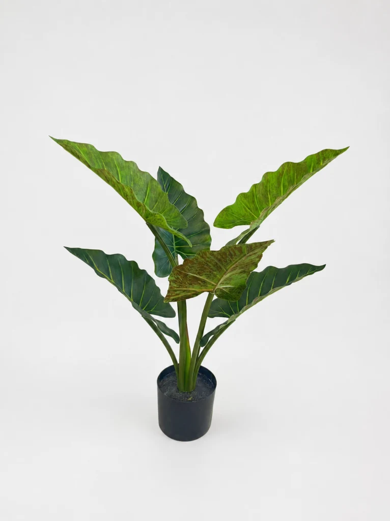 60cm Rainbow Caladium, 6 Leaves