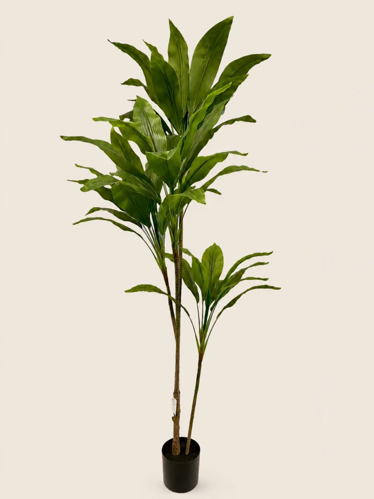 220cm Dracaena, 2 Stems, 4 Heads, 55 Leaves (4 Detachable Heads)