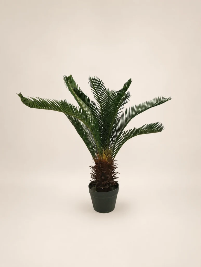 Cica de 70 cm, 12 hojas