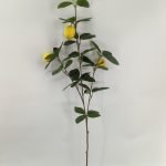 Artificial Plant 77336