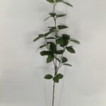 95cm Artificial Lemon Leaf Branch - Green