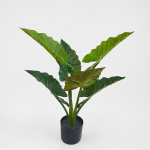 60cm Rainbow Caladium, 6 Leaves