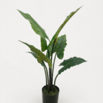 90cm Rainbow Caladium, 6 Leaves