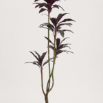200cm Velvet-Leaf Plant with Red Leaf Undersides, 4 Heads, 58 Leaves