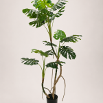 165cm Monstera, 2 Stems, 17 Leaves
