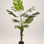 140cm Monstera, 1 Stem, 10 Leaves