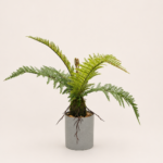 40cm Wavy-Leaf Plant, 6 Leaves