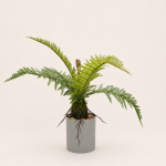 40cm Wavy-Leaf Plant, 6 Leaves