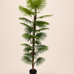 150cm Mini Fan Palm, 1 Stem, 24 Leaves