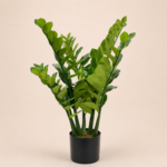 95cm ZZ Plant, 7 Stems, 148 Leaves