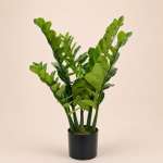 95cm ZZ Plant, 7 Stems, 148 Leaves