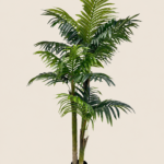 180cm Areca Palm, 3 Stems, 18 Leaves