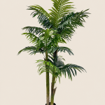 180cm Areca Palm, 3 Stems, 18 Leaves