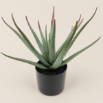 40cm Aloe Vera, 16 Leaves