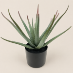 40cm Aloe Vera, 16 Leaves