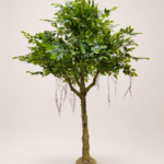 210cm Mini Green Ficus Tree with Branching Trunk, 60 Branches