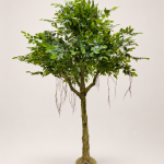 210cm Mini Green Ficus Tree with Branching Trunk, 60 Branches