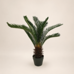 Cica de 70 cm, 12 hojas