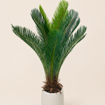 Cica de 105 cm, 18 hojas