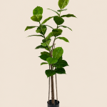 160cm Rubber Tree, 1 Stem, 4 Heads, 36 Leaves