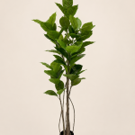 Ficus elastica de 210 cm, 2 tallos, 8 cabezas y 80 hojas