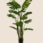 120cm Monstera, 5 Stems, 15 Leaves