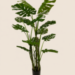 120cm Monstera, 5 Stems, 15 Leaves