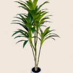 150cm Cordyline, 1 Stem, 5 Heads, 75 Leaves (Detachable)