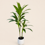 110cm Cordyline, 2 Stems, 3 Heads, 36 Leaves