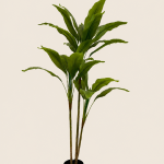 150cm Dracaena, 2 Stems, 3 Heads, 30 Leaves (3 Detachable Heads)