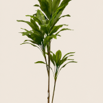 Dr&aacute;cena de 220 cm, 2 tallos, 4 cabezas y 55 hojas (4 cabezas desmontables)