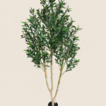 Planta de 150 cm, 720 hojas, 10 ramas y 40 frutos