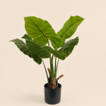 70cm Alocasia, 6 Leaves